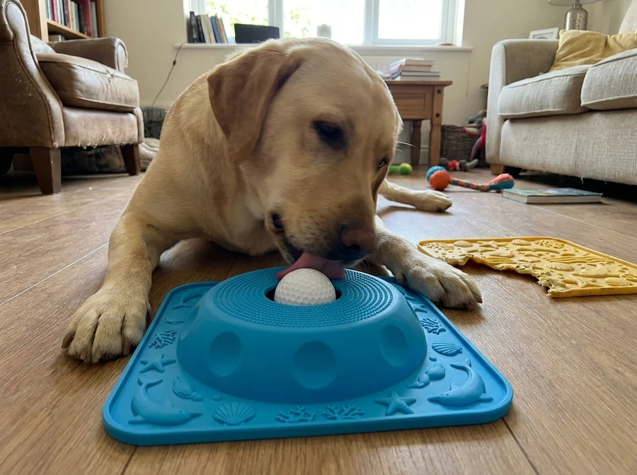 Chris M.'s dog with the Lapwell mat