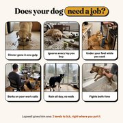 Does your dog need a job?